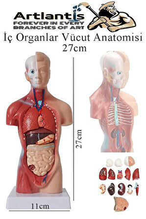 İnsan Organ Maketi 27 cm 1 Adet İnsan Anatomi Modeli 15 Parça Sök Tak İnsan İç Organları Tıbbi Model Vücut