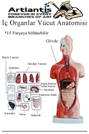 İnsan Organ Maketi 27 cm 1 Adet İnsan Anatomi Modeli 15 Parça Sök Tak İnsan İç Organları Tıbbi Model Vücut