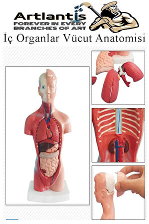 İnsan Organ Maketi 27 cm 1 Adet İnsan Anatomi Modeli 15 Parça Sök Tak İnsan İç Organları Tıbbi Model Vücut