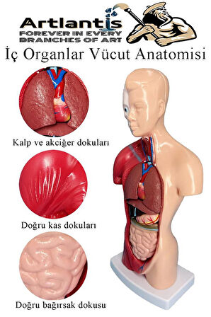 İnsan Organ Maketi 27 cm 1 Adet İnsan Anatomi Modeli 15 Parça Sök Tak İnsan İç Organları Tıbbi Model Vücut