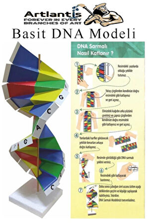 Dna Modeli 1 Paket Kartondan DNA Yapım Seti Dna Sarmalı Deney Yapım Seti Okul Materyali Fen Bilimleri