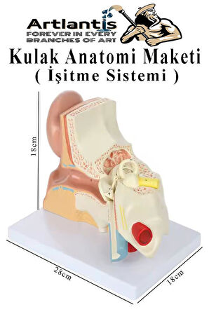 Kulak Anatomisi Modeli 1 Adet İnsan İşitme Sistemi Ses Anatomik Modeli Deney Bilim Tıbbi Model Kulak Maketi Masaüstü