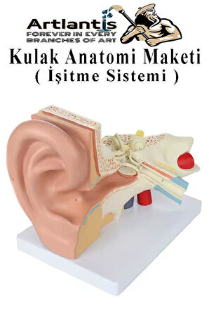 Kulak Anatomisi Modeli 1 Adet İnsan İşitme Sistemi Ses Anatomik Modeli Deney Bilim Tıbbi Model Kulak Maketi Masaüstü