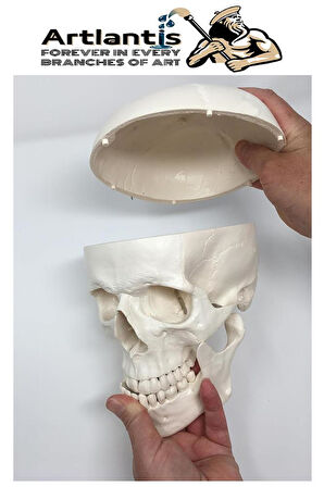 İnsan Kafatası Anatomisi Modeli 1 Adet Kafatası Maketi Gerçek Boyut Anatomik Modeli Deney Bilim Tıbbi Model Cranium