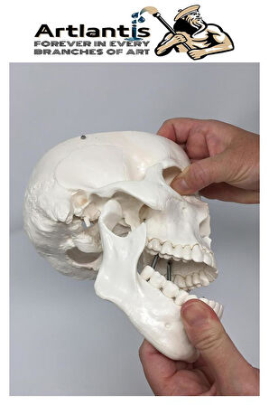 İnsan Kafatası Anatomisi Modeli 1 Adet Kafatası Maketi Gerçek Boyut Anatomik Modeli Deney Bilim Tıbbi Model Cranium