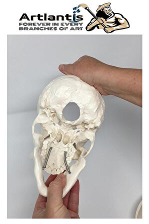 İnsan Kafatası Anatomisi Modeli 1 Adet Kafatası Maketi Gerçek Boyut Anatomik Modeli Deney Bilim Tıbbi Model Cranium