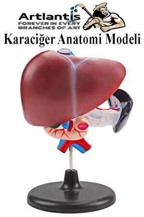 Karaciğer Anatomi Modeli 1 Adet Karaciğer Pankreas ve Oniki Parmak Bağırsağı Maketi Anatomik Model Deney Bilim Tıbbi Mo