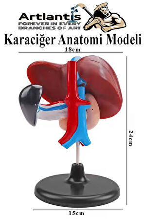 Karaciğer Anatomi Modeli 1 Adet Karaciğer Pankreas ve Oniki Parmak Bağırsağı Maketi Anatomik Model Deney Bilim Tıbbi Mo