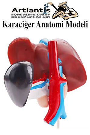 Karaciğer Anatomi Modeli 1 Adet Karaciğer Pankreas ve Oniki Parmak Bağırsağı Maketi Anatomik Model Deney Bilim Tıbbi Mo