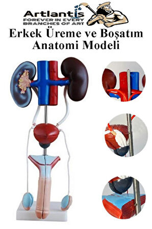 Erkek Üreme ve Boşaltım Sistemi Anatomi Modeli 1 Adet Boşaltım Sistemi Maketi Böbrek Anatomik Model Deney Bilim Tıbbi