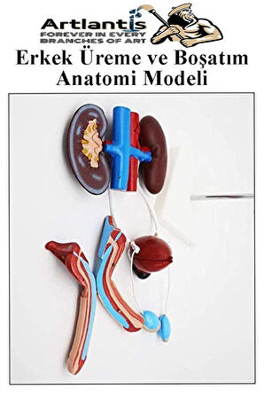 Erkek Üreme ve Boşaltım Sistemi Anatomi Modeli 1 Adet Boşaltım Sistemi Maketi Böbrek Anatomik Model Deney Bilim Tıbbi