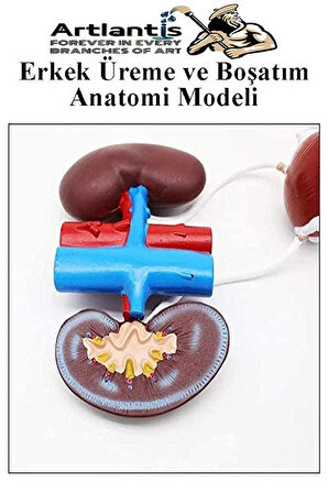 Erkek Üreme ve Boşaltım Sistemi Anatomi Modeli 1 Adet Boşaltım Sistemi Maketi Böbrek Anatomik Model Deney Bilim Tıbbi