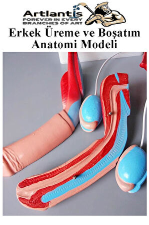 Erkek Üreme ve Boşaltım Sistemi Anatomi Modeli 1 Adet Boşaltım Sistemi Maketi Böbrek Anatomik Model Deney Bilim Tıbbi