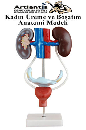 Kadın Üreme ve Boşaltım Sistemi Anatomi Modeli 1 Adet Boşaltım Sistemi Maketi Böbrek Anatomik Model Deney Bilim Tıbbi