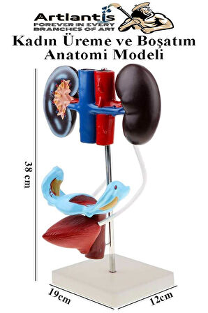 Kadın Üreme ve Boşaltım Sistemi Anatomi Modeli 1 Adet Boşaltım Sistemi Maketi Böbrek Anatomik Model Deney Bilim Tıbbi