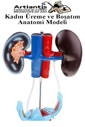 Kadın Üreme ve Boşaltım Sistemi Anatomi Modeli 1 Adet Boşaltım Sistemi Maketi Böbrek Anatomik Model Deney Bilim Tıbbi