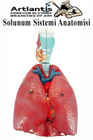 Solunum Sistemi Modeli 1 Adet 38x25 cm Akciğer Maketi Larinks ve Tiroid Modeli Anatomik Deney Bilim Tıbbi Model