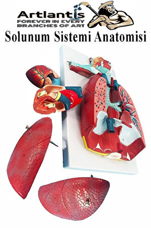 Solunum Sistemi Modeli 1 Adet 38x25 cm Akciğer Maketi Larinks ve Tiroid Modeli Anatomik Deney Bilim Tıbbi Model