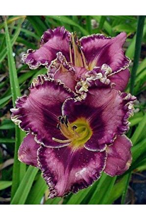 3 Adet Özel Renkli Zambak Çiçeği Soğanı