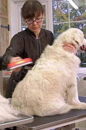 Büro Ev Evcil Hayvanı için Uzun Tüylü İri Köpek Tüy Toplayıcı Tarak