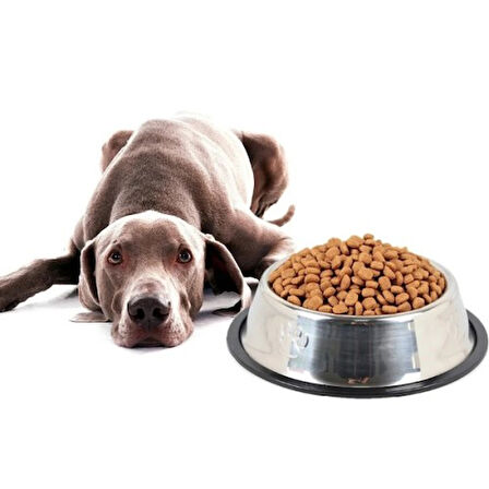 Büro Ev Ofis Evcil Pet Hayvanı için 30CM Paslanmaz Çelik Kedi köpek Beslenme Mama Kabı