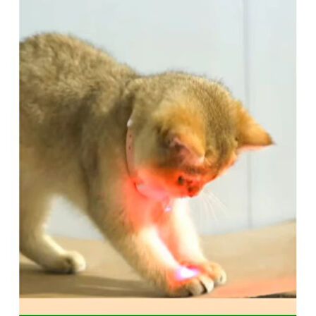Büro Ev Ofis Evcil Pet Hayvanı için Otomatik Lazer Kedi Oyun Tasması