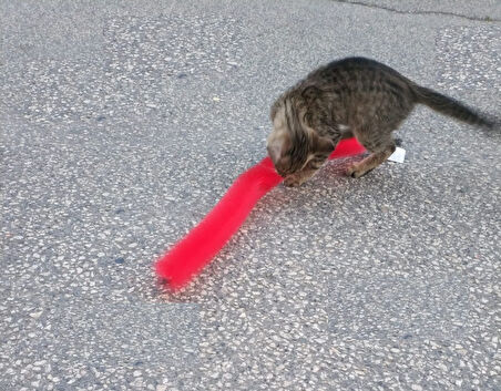 Büro Ev Ofis Evcil Pet Hayvanı Kedi Hediyesi için Tırmalama Fırçası Oyuncağı