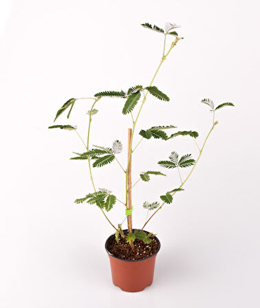 Tüplü Küstüm Çiçeği 3 Adet 10-20 cm