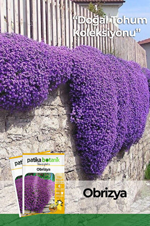 100 Adet Obrizya Çiçek Tohumu (Aubrieta)