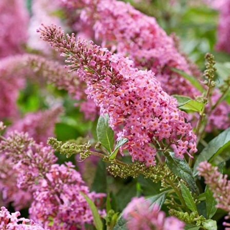 1-2 Yaş Arası Tüplü Pembe Kelebek Çalısı (Buddleja davidii 'Butterfly Candy Little Pink') - Canlı Renkler ve Dikkat Çekici Renkler