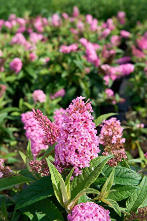 1-2 Yaş Arası Tüplü Pembe Kelebek Çalısı (Buddleja davidii 'Butterfly Candy Little Pink') - Canlı Renkler ve Dikkat Çekici Renkler