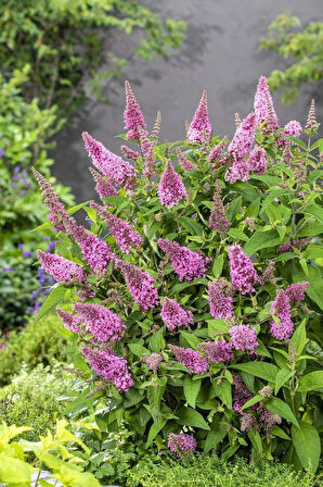 1-2 Yaş Arası Tüplü Pembe Kelebek Çalısı (Buddleja davidii 'Butterfly Candy Little Pink') - Canlı Renkler ve Dikkat Çekici Renkler