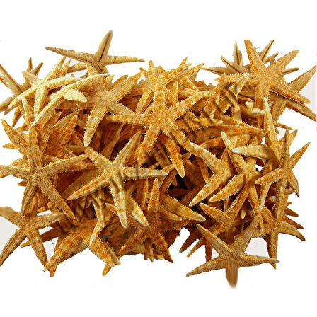 Deniz Yıldızı Natural 6 Cm - 9 Cm (100 Adet)