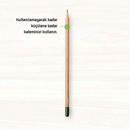 Tohumlu Yaşayan Kalem Yeşeren Kalem Tohumlu 12 Li