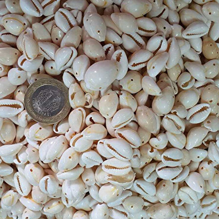 Cyprea Annulus Delikli Kavrulmuş Deniz Kabuğu 100 GR