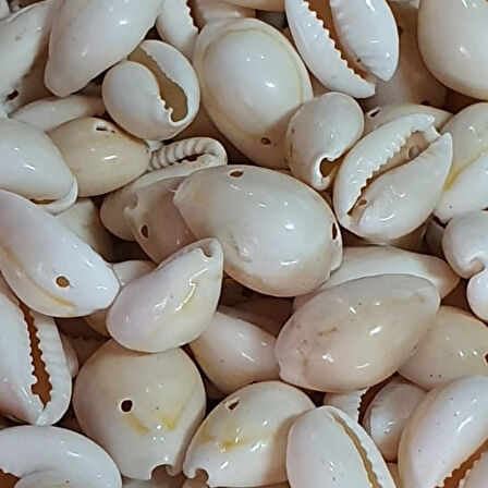 Cyprea Annulus Delikli Kavrulmuş Deniz Kabuğu 100 GR