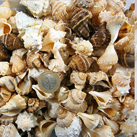 African Melongena-Orange Kiloluk Deniz Kabuğu (1 KG)