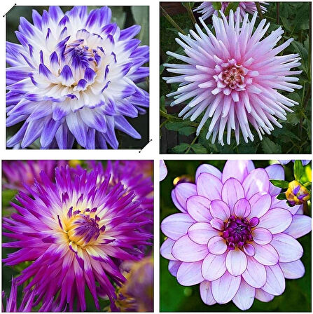 20 Adet Dev Yıldız Dahlia Çiçeği Soğanı Yumrusu 10 Renk Karışık Yumru Boyu 10 Cm.yeni Mahsul.. Çimlenme Garantilidir..