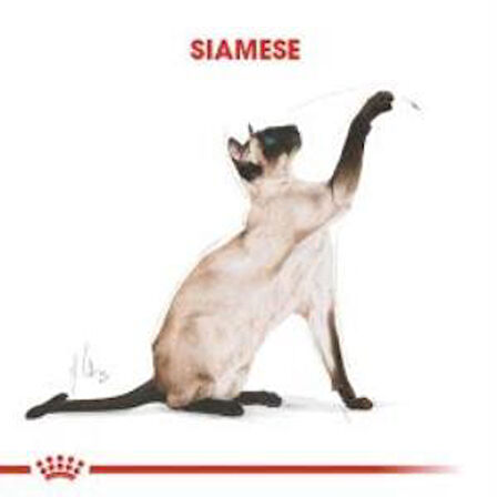 Royal Canin Siamese Yetişkin Kedi Maması 2 kg + 2 Adet Yaş Mama Hediye