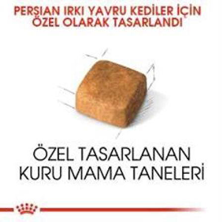 Royal Canin Kitten Persian Yavru Kedi Maması 2 kg + 2 Adet Yaş Mama Hediye