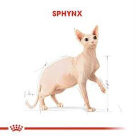 Royal Canin Sphynx Yetişkin Kedi Maması 2 kg + 2 Adet Yaş Mama Hediye