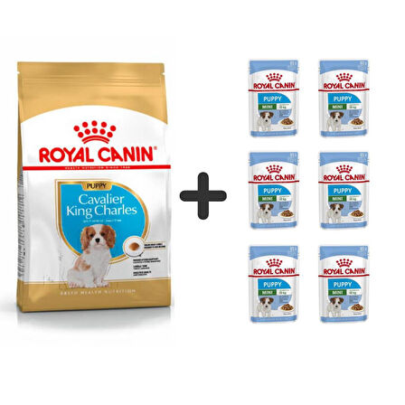Royal Canin Cavalier King Charles Yavru Köpek Maması 1,5 kg + 6 Adet Yaş Mama