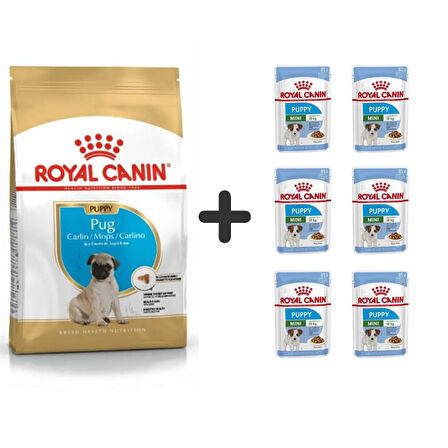 Royal Canin Pug Junior Yavru Köpek Maması 1,5 kg + 6 Adet Yaş Mama