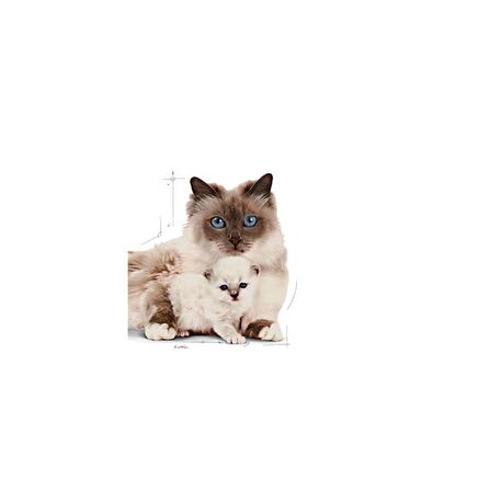 Royal Canin Mother&BabyCat Gebe/Laktasyondaki Anne ve Yavru Kedi için Kuru Kedi Maması 4kg