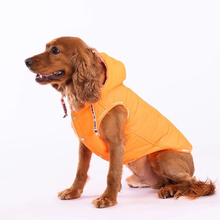 PawStar Neon Turuncu Railway Yelek M