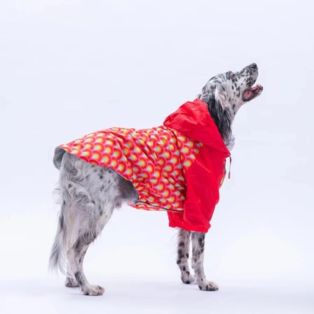 PawStar Lisbon Sunset Büyük Irk Yağmurluk 4XL