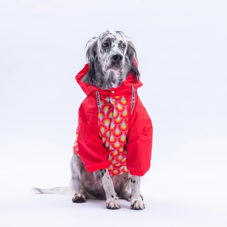 PawStar Lisbon Sunset Büyük Irk Yağmurluk 6XL