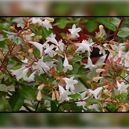 Abelya-Büyük Çiçekli Kelebek Çalısı (Abelia Grandiflora 20-40 Cm)