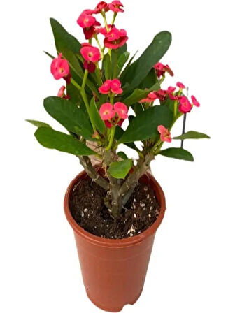 2 ADET DİKENLER TACI EFORBİA MİLİ (Euphorbia Milii) KIRMIZI RENK