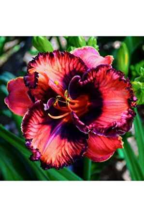 3 Adet Mor Göbegi Zambak Çiçeği Tohum